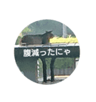 猫が色々しゃべります4（個別スタンプ：5）