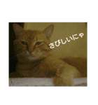猫が色々しゃべります4（個別スタンプ：6）