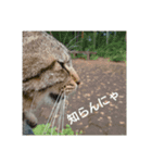 猫が色々しゃべります4（個別スタンプ：7）