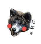 秋田犬きなこさんw（個別スタンプ：1）