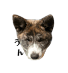 秋田犬きなこさんw（個別スタンプ：3）