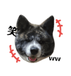 秋田犬きなこさんw（個別スタンプ：9）