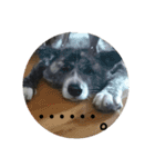 秋田犬きなこさんw（個別スタンプ：14）