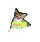 もも コレクション（個別スタンプ：1）