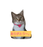 もも コレクション（個別スタンプ：2）