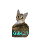 もも コレクション（個別スタンプ：3）