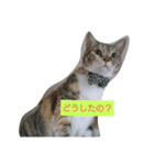 もも コレクション（個別スタンプ：7）