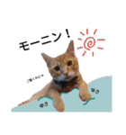 うちの猫なのです。（個別スタンプ：1）