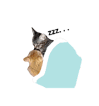 うちの猫なのです。（個別スタンプ：6）