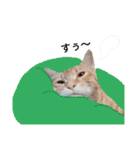 うちの猫なのです。（個別スタンプ：7）