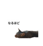 うちの猫なのです。（個別スタンプ：16）