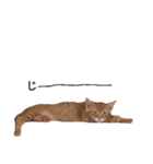 うちの猫なのです。（個別スタンプ：20）