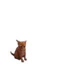 うちの猫なのです。（個別スタンプ：21）