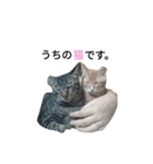 うちの猫なのです。（個別スタンプ：23）