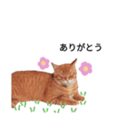 うちの猫なのです。（個別スタンプ：26）