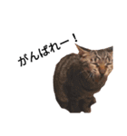 うちの猫なのです。（個別スタンプ：28）