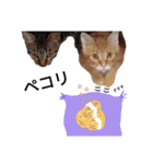 うちの猫なのです。（個別スタンプ：29）