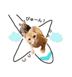 うちの猫なのです。（個別スタンプ：31）