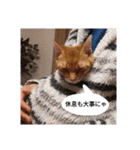 うちの猫なのです。（個別スタンプ：32）