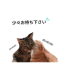 うちの猫なのです。（個別スタンプ：33）