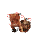うちの猫なのです。（個別スタンプ：38）