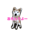 うちの犬ちゃん（個別スタンプ：2）