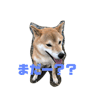 うちの犬ちゃん（個別スタンプ：3）