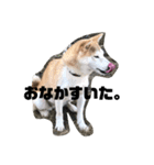 うちの犬ちゃん（個別スタンプ：4）