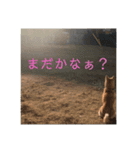 うちの犬ちゃん（個別スタンプ：6）