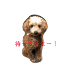 うちの犬ちゃん（個別スタンプ：7）