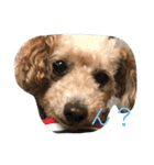 うちの犬ちゃん（個別スタンプ：8）