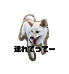 うちの犬ちゃん（個別スタンプ：9）