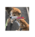 うちの犬ちゃん（個別スタンプ：10）