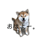 うちの犬ちゃん（個別スタンプ：11）