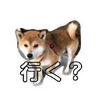 うちの犬ちゃん（個別スタンプ：12）