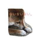 うちの犬ちゃん（個別スタンプ：14）
