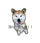 うちの犬ちゃん（個別スタンプ：15）