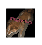 うちの犬ちゃん（個別スタンプ：17）