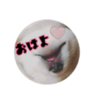 うちの犬ちゃん（個別スタンプ：18）