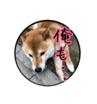 うちの犬ちゃん（個別スタンプ：19）