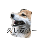 うちの犬ちゃん（個別スタンプ：20）