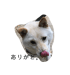 うちの犬ちゃん（個別スタンプ：23）