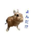 うさぎ の くわる と もわる part1（個別スタンプ：2）