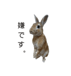 うさぎ の くわる と もわる part1（個別スタンプ：4）