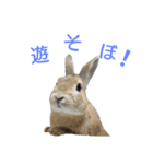 うさぎ の くわる と もわる part1（個別スタンプ：5）
