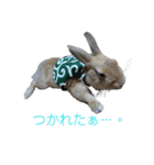 うさぎ の くわる と もわる part1（個別スタンプ：6）