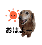 犬猫♡あもひふてん3（個別スタンプ：3）
