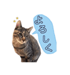 犬猫♡あもひふてん3（個別スタンプ：4）