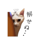 犬猫♡あもひふてん3（個別スタンプ：7）