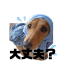 犬猫♡あもひふてん3（個別スタンプ：11）